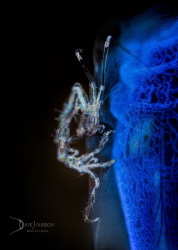 White Walker.  Skeleton shrimp on blue tunicate by Dave Johnson 